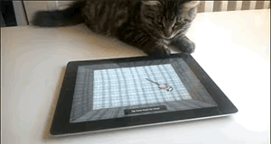 什么样的家庭，才能给猫咪单独配个平板玩游戏？