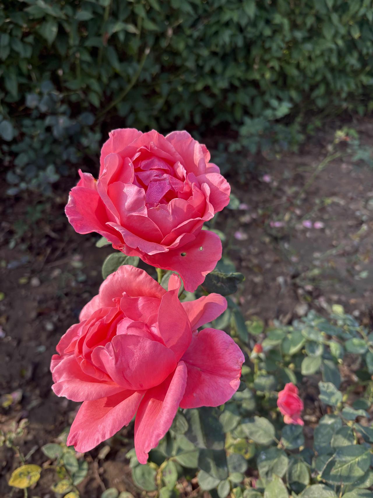 行看百卉皆枯悴，喜见芬芳月季红。