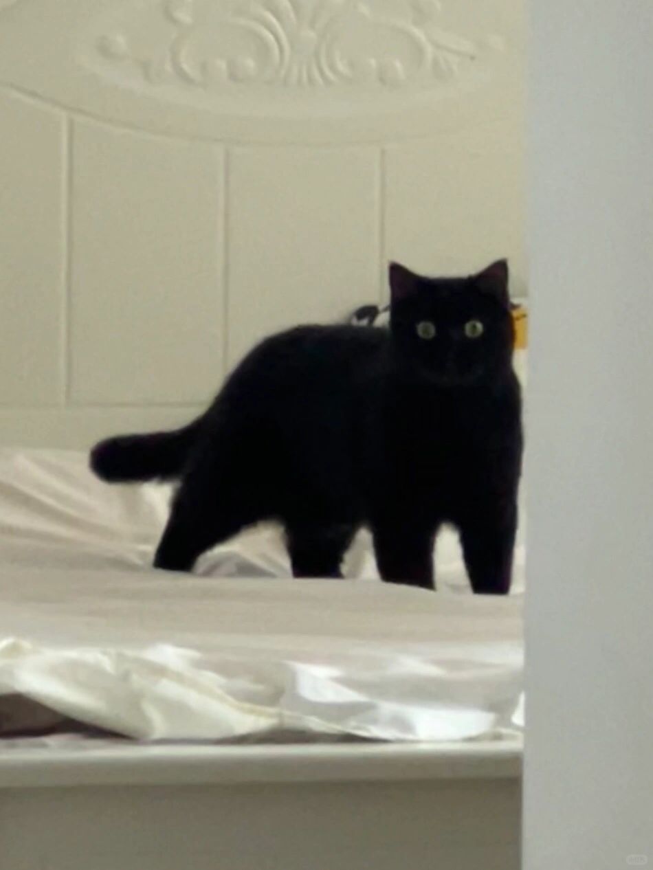 小黑猫的五官是个谜🤨