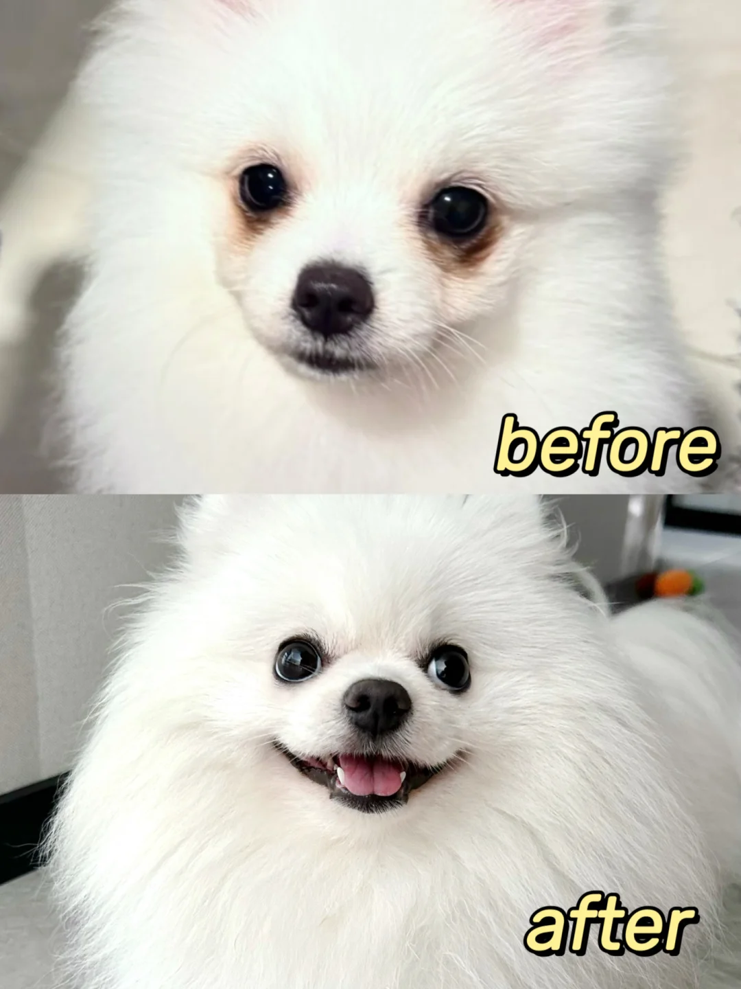 博美泪痕救星！出差回家我吓傻了！