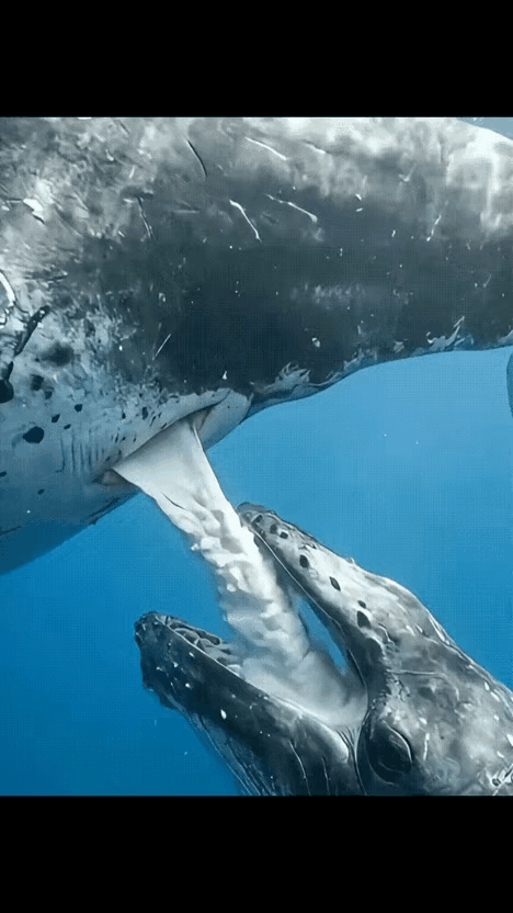 产奶量这么高🐂啊！[赞]