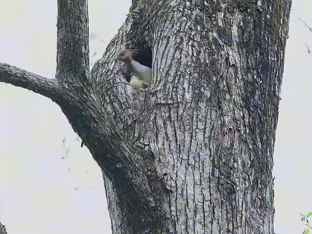 虽然不知道是什么鸟，感觉一定属于濒危物种