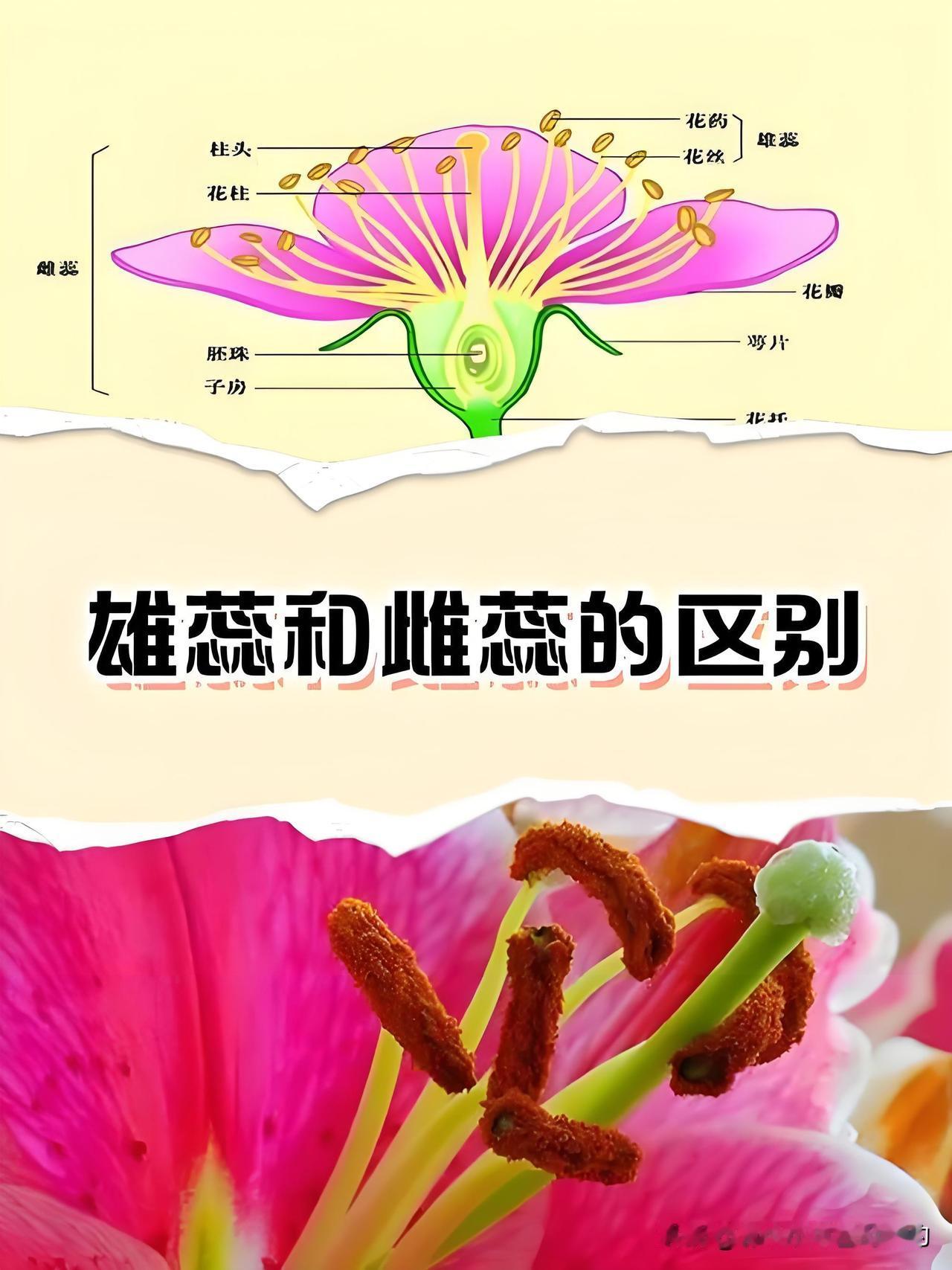 番茄想多结果？硼做老公钼做老婆，受精坐果全拿捏咱种菜的都得懂，西红柿从开花到