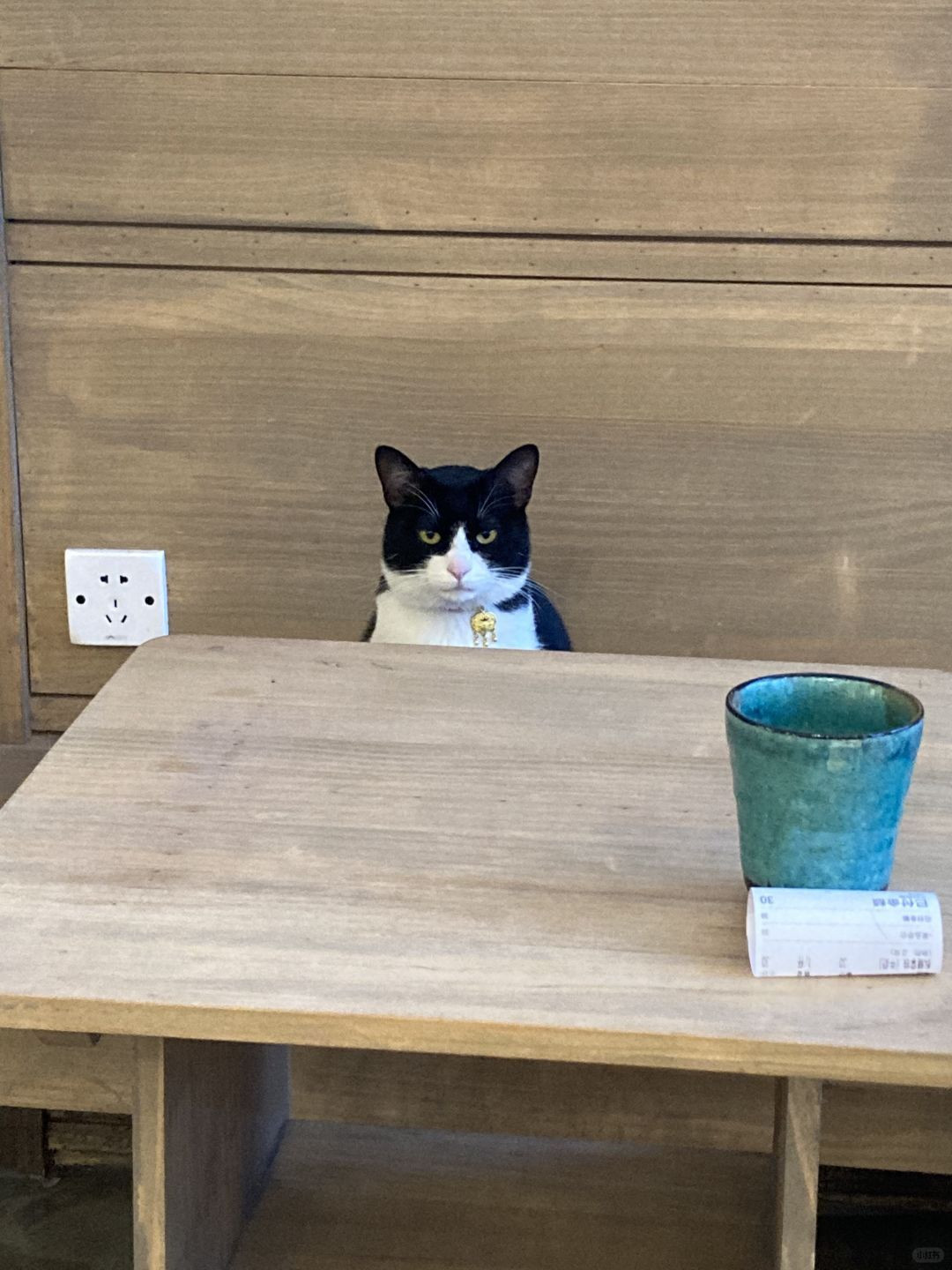 拼桌拼到一只奶牛猫，猫猫看起来没带钱还想让我请客的意思