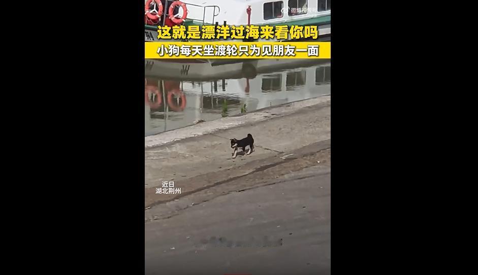 都说成年人的友谊掺杂着权衡，没想到一只小狗，就把纯粹的奔赴诠释得淋漓尽致。湖北