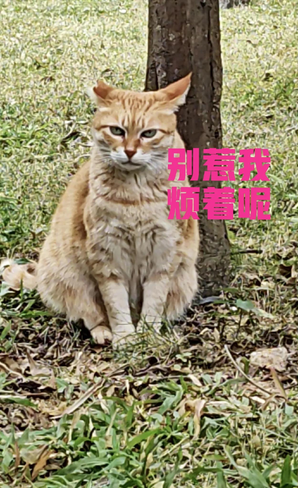 小区这只招财猫，春节被宠坏了，现在愁得要死，走路都走不动了，接下来要减肥了。哎，