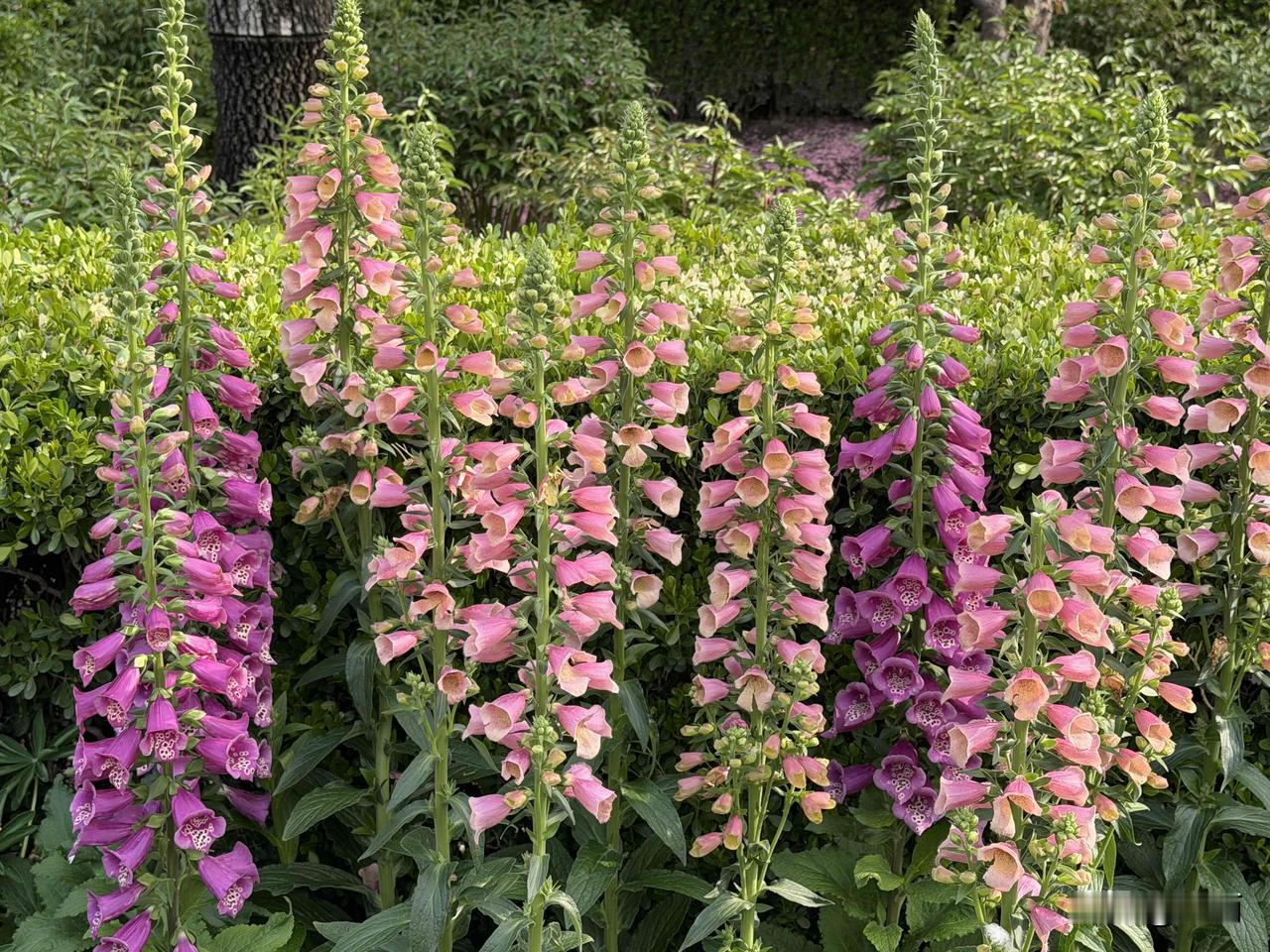 老年生活感悟：学会每天都能哄自己开心，才是最硬核的底气。人到晚年才慢慢懂得，