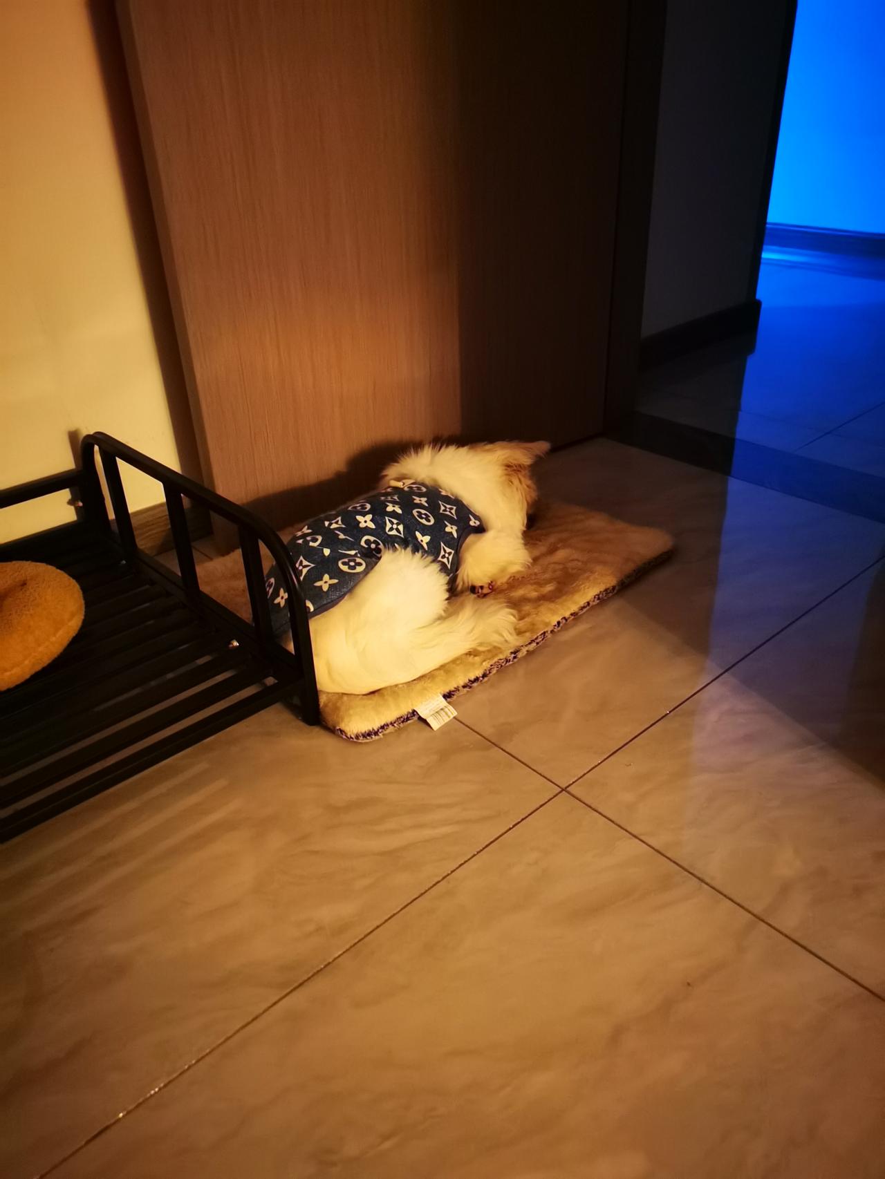 养狗人的无奈！我家的狗十年了，应该算是老龄狗了。最近不知道是因为天气凉还是岁数