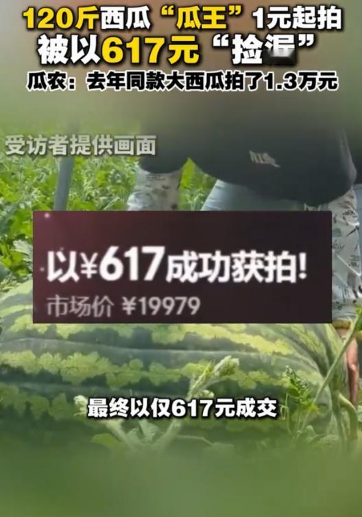6月10日报道，北京，瓜农种出120多斤的西瓜，拿出去拍卖，本以为能卖1万多，没