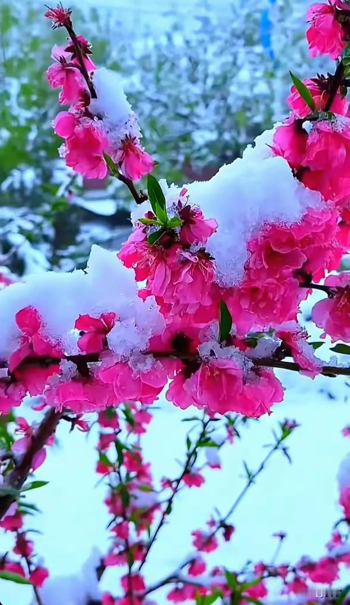 上联:水润兰姿雾锁谷下联:月映梅魂雪漫山横批:清幽雅韵
