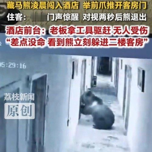 凌晨五点天刚蒙蒙亮，西藏那曲比如县白嘎寺附近的一家酒店里，一头藏马熊直接闯到了二