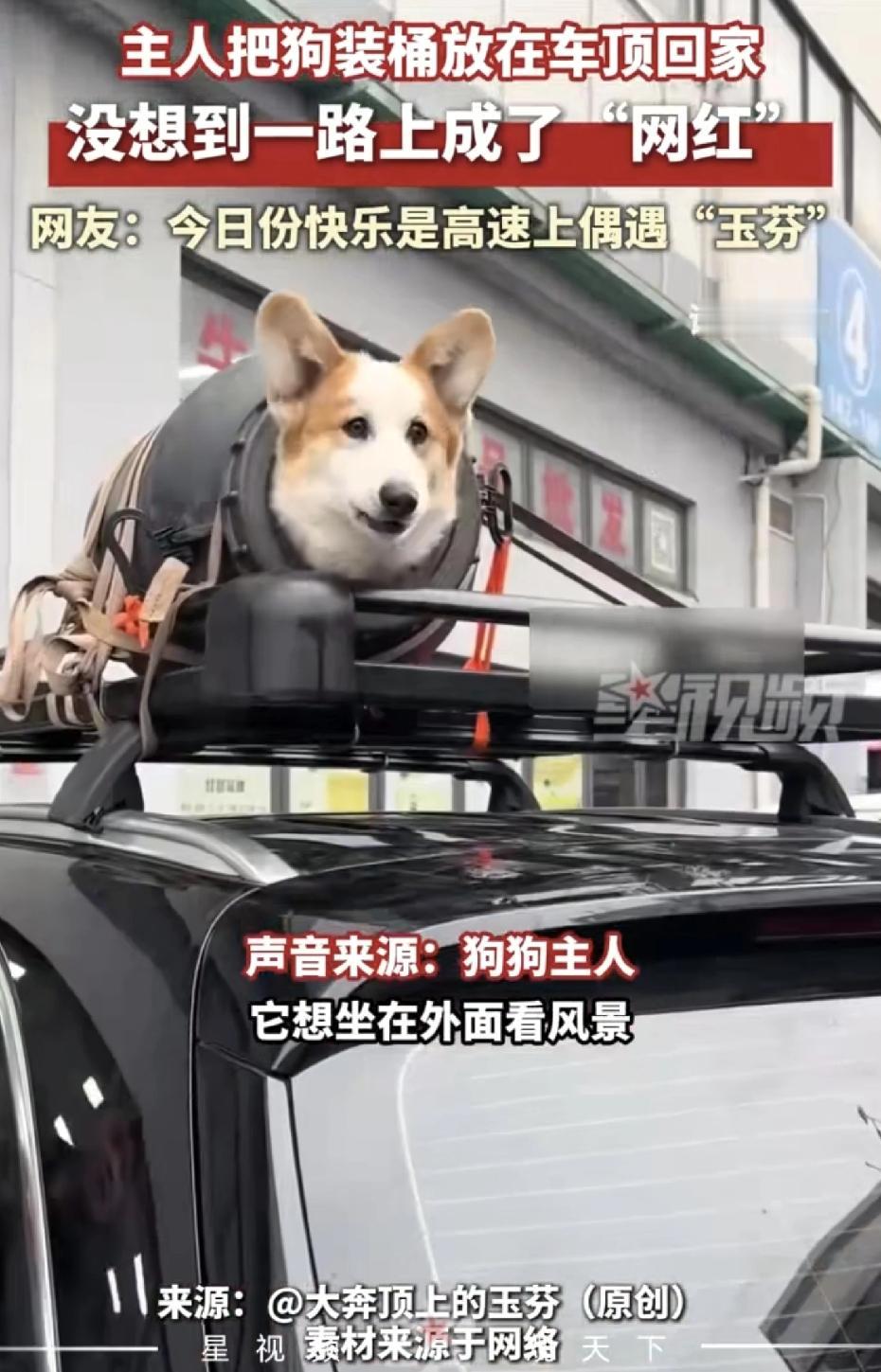 太逗了！江苏南通的一个车主，开着一辆大奔，车顶上居然放了个大桶，桶里竟然还装着