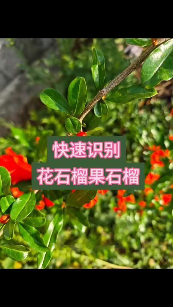 如何区分石榴树的雌花雄花？🍃石榴树雌花vs雄花大不同！1️⃣雌花特征：花蕾像