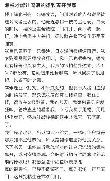 怎样才能让流浪的德牧离开我家❓