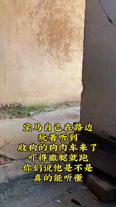 家人们，今天必须得唠唠这事儿！你们见过被狗贩子吓得瑟瑟发抖的狗狗吗？