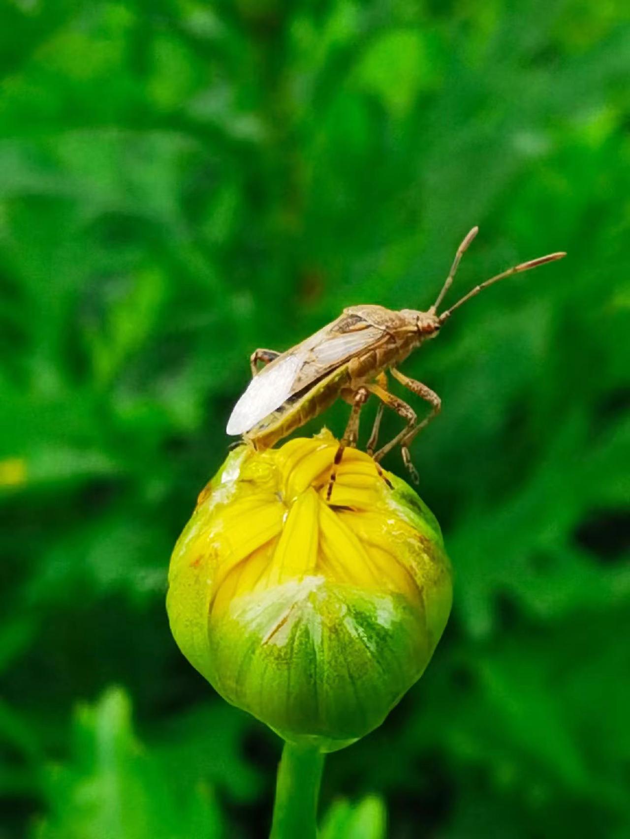 手机原创摄影：花蕊小憩。每一种生物都有它独特的美自然界小生物自然界的奇奇怪怪