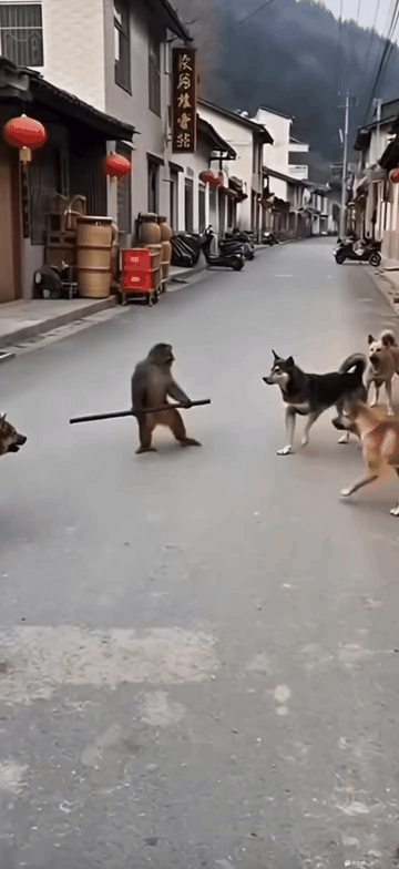 这猴子成孙悟空了，拿着棍子打狗打的这么厉害。[鼓掌][鼓掌][鼓掌][小