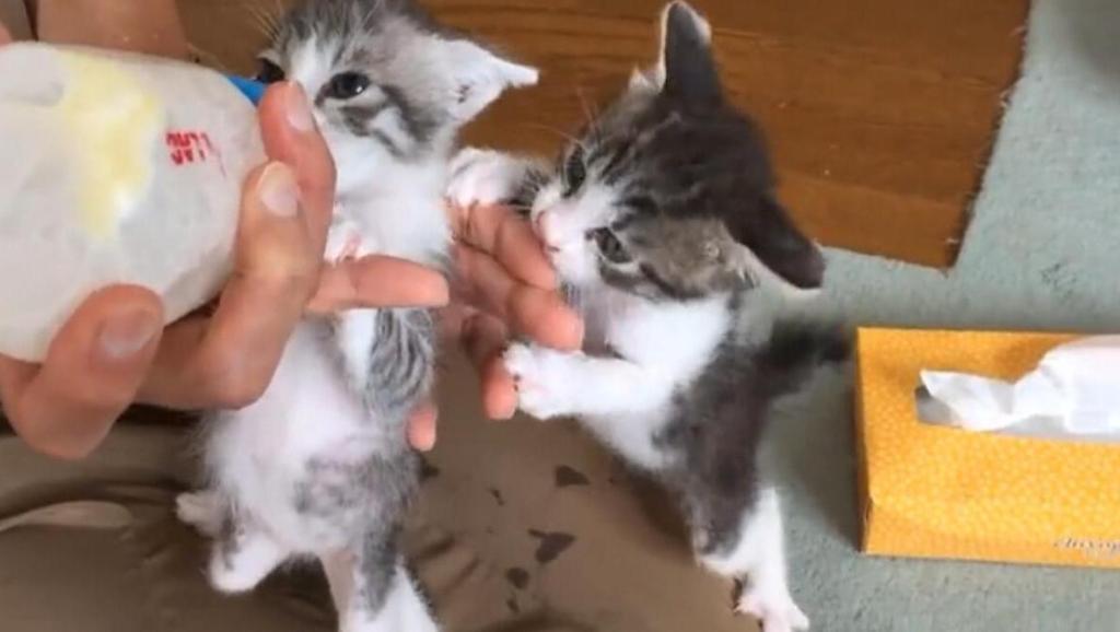 小猫视频搞笑小猫跳舞 10702998230400522859.jpg?id=0