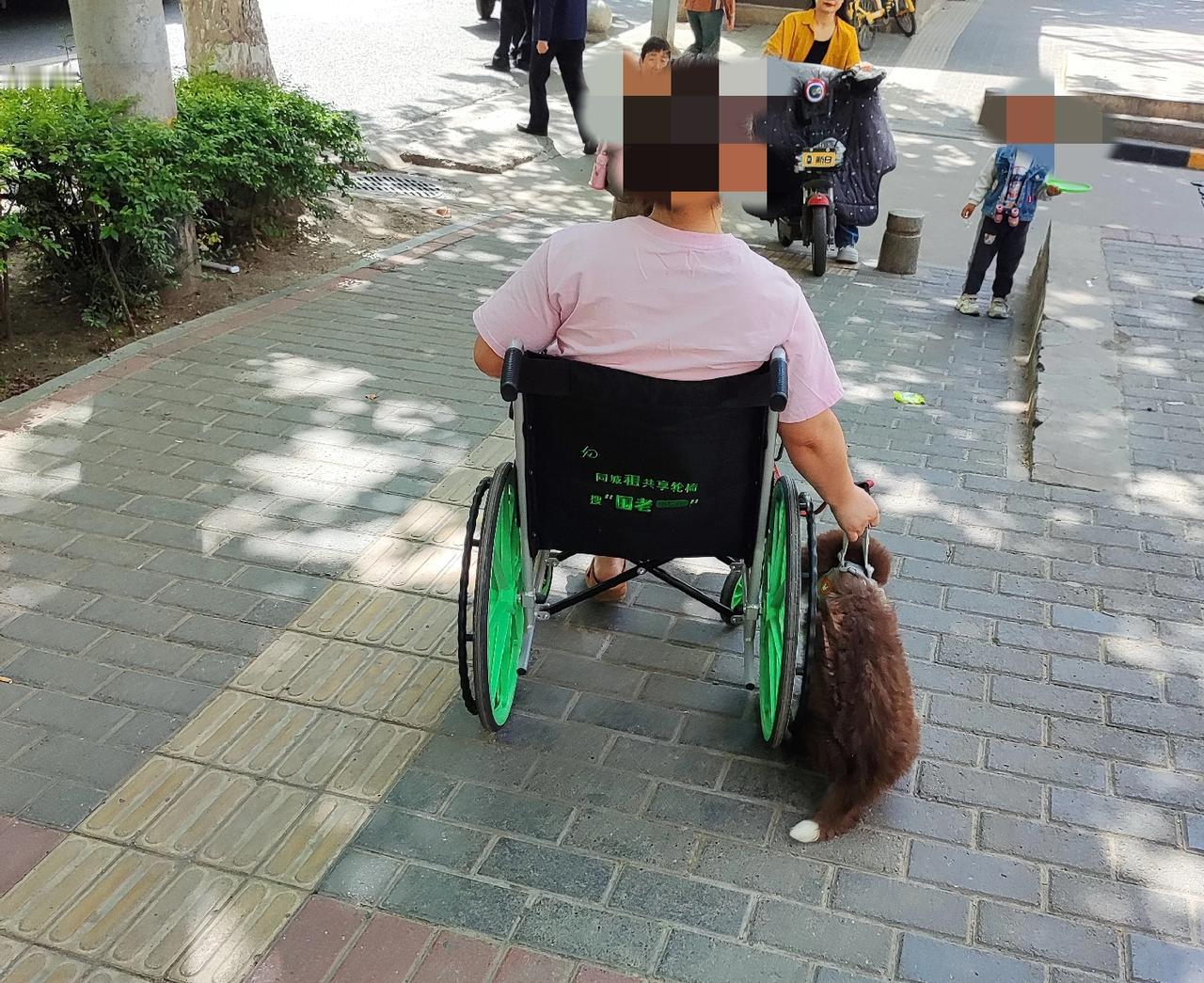 都说没事别轻易养阿拉斯加犬。前两天在西安街头，发现一小姐姐脚可能骨折，坐着轮椅