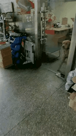 为何见面这么难呢，这看对眼的狗狗就是0距离不了，好痛苦好挣扎！[捂脸哭]