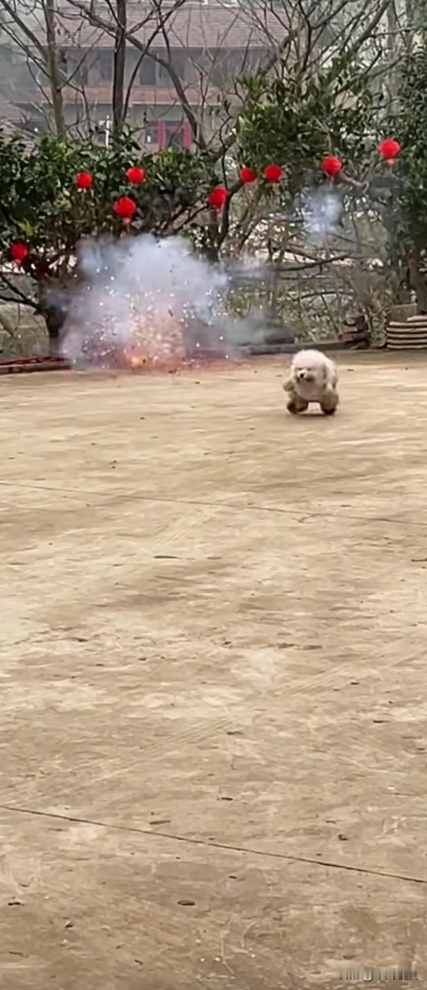 过年放鞭炮，爱凑热闹的小泰迪跟着主人，觉得这肯定好玩。这小泰迪从未听过鞭炮声，加