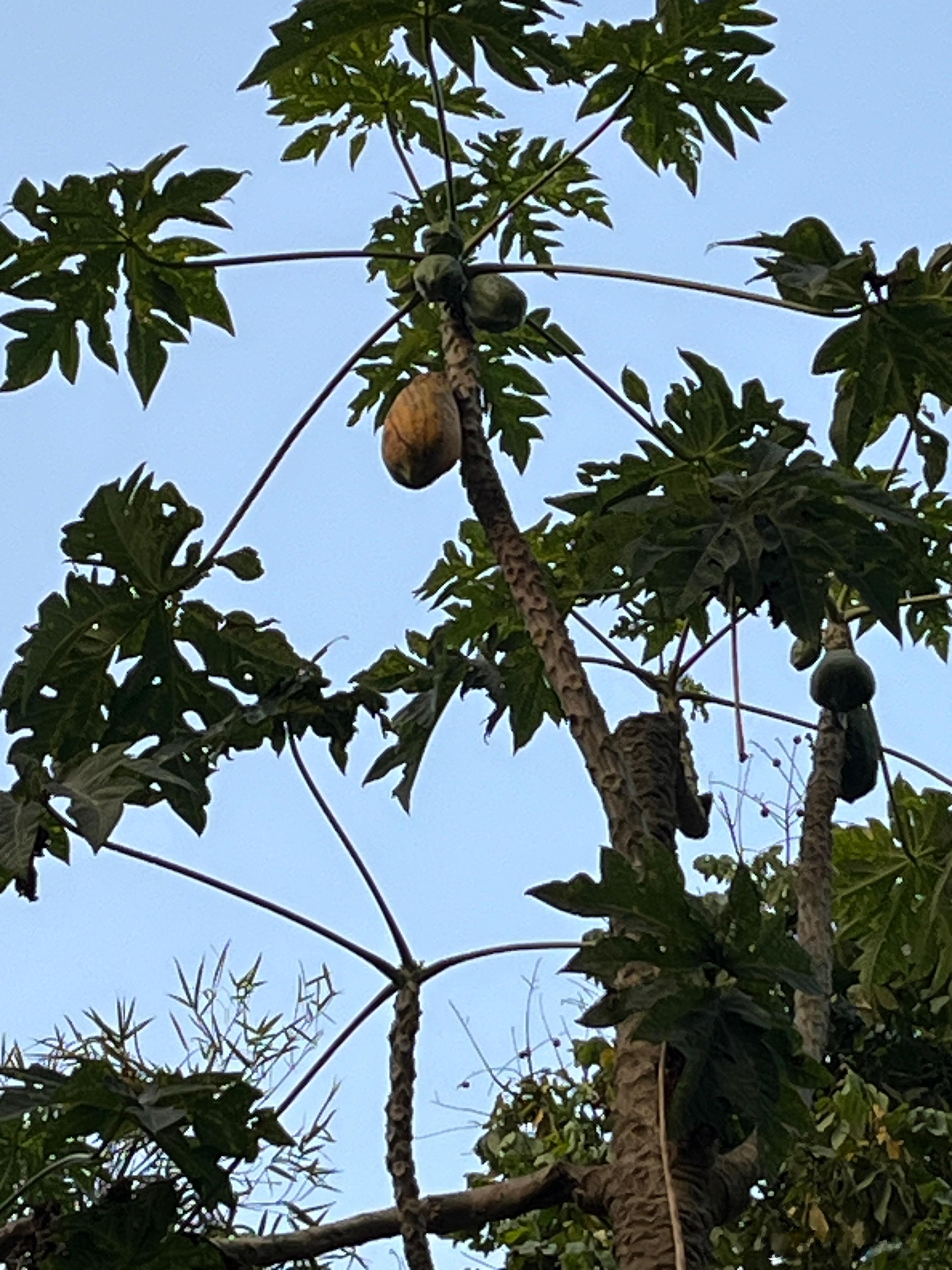 我哥说树上有个熟的木瓜，叫我来接住，我怎么接得住，20米高，现在的木瓜也很厉害，