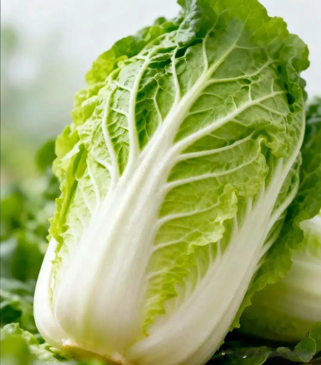 这几天，网友们都说今年的白菜不再是白菜价了！与往年的这个季节相比，今年的白菜