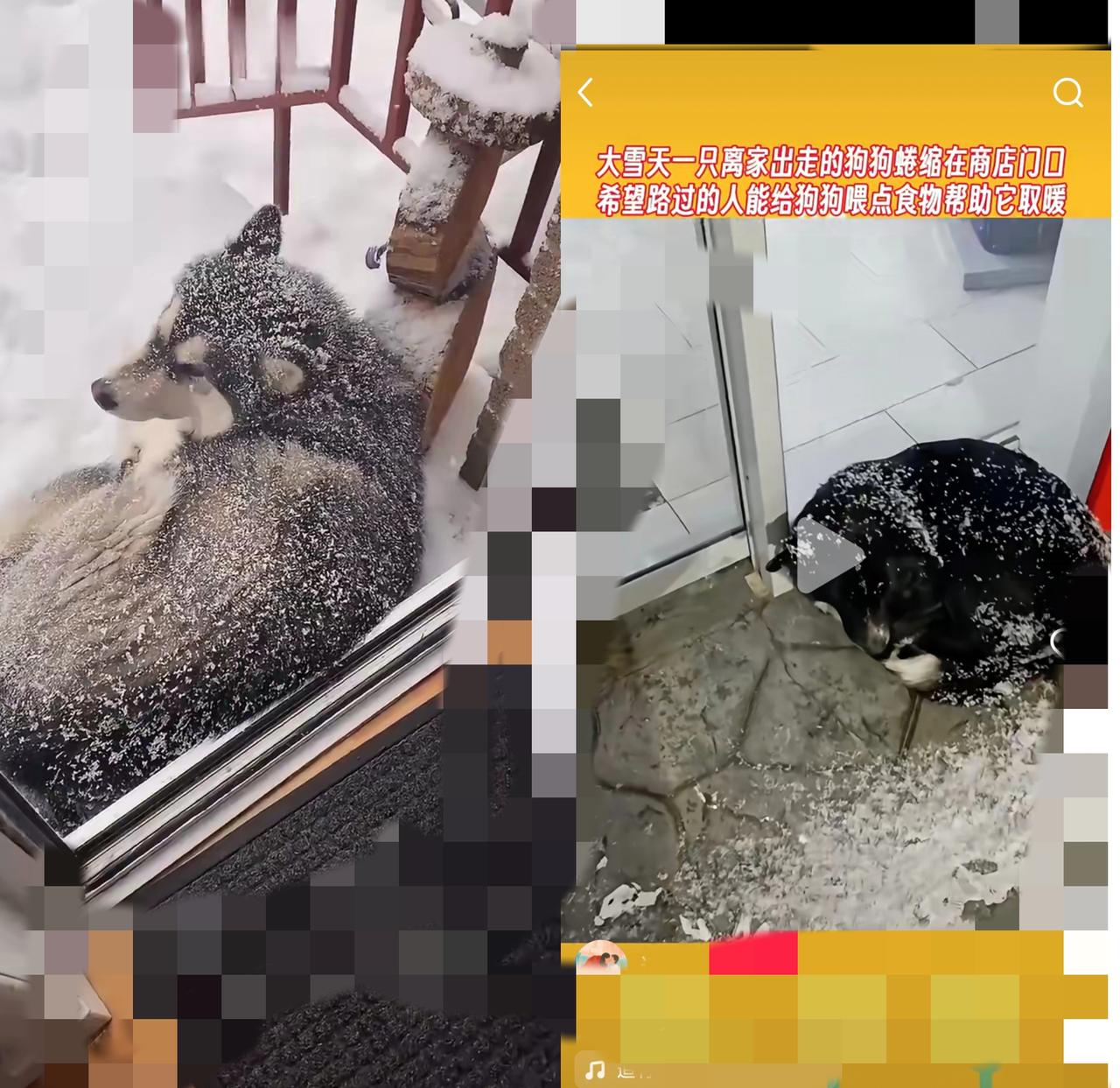 谁能拒绝一只把“感恩”刻进骨子里的狗狗啊！暴风雪夜的清晨，小哥哥推开