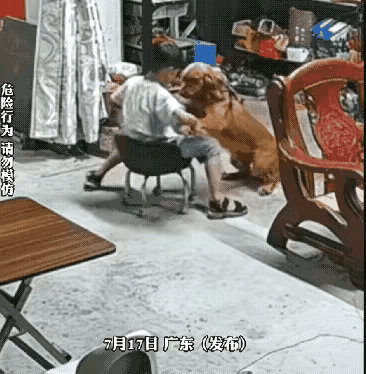 家长必看！千万记住：再好的自家狗，也会突然翻脸看完这一幕后背瞬间发凉，真的
