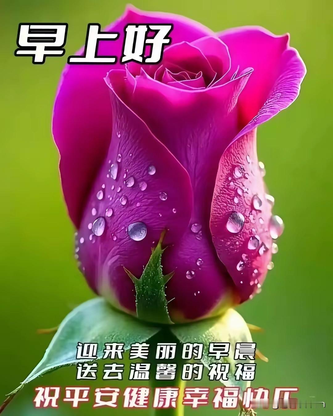 人生有缘天涯相连不管远近快乐心田诚心问候彼此皆欢永远彼此真诚早安
