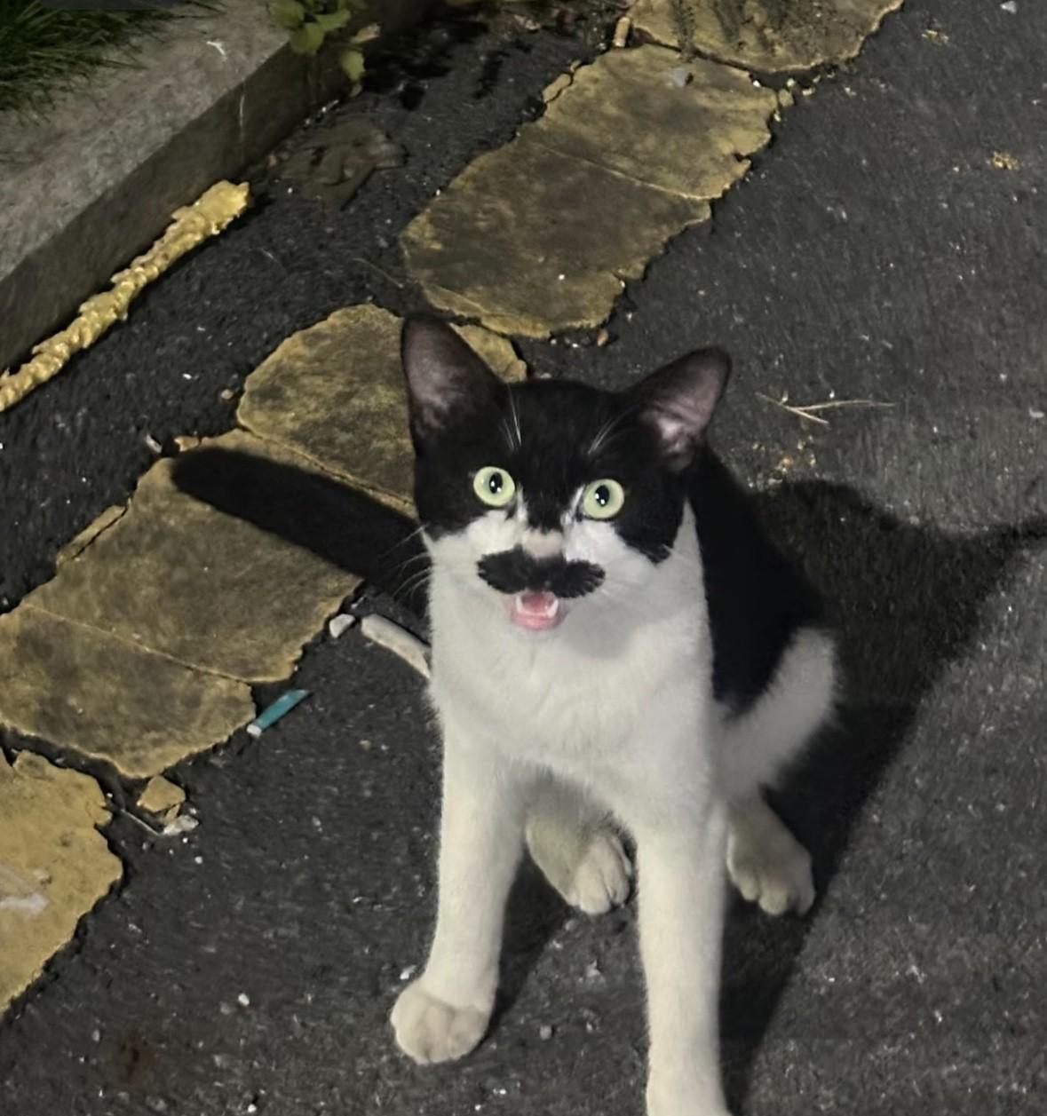 朋友家的猫长得很像一个人