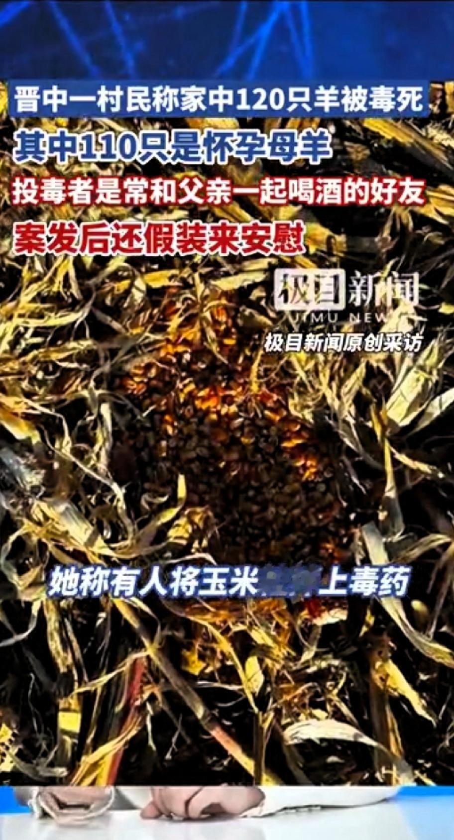 晋中一村民称家中120只羊被毒死，其中110只是怀孕的母羊。山西晋中杜堡村赵