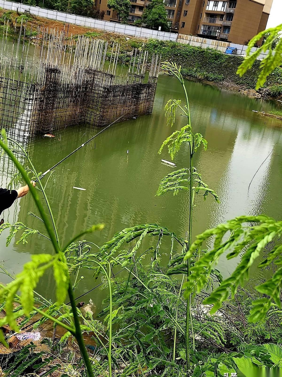我就缩在这个不到三平米的烂棚子里，鼻子里全是那股令人作呕的化肥臭味。外面是大雨