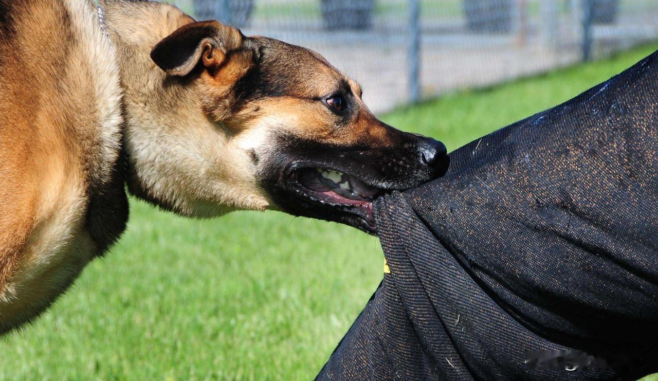 安徽黄山，一大妈早晨出门被邻居家的狗咬伤，事后骑车不慎摔倒致10级伤残。大妈不愿