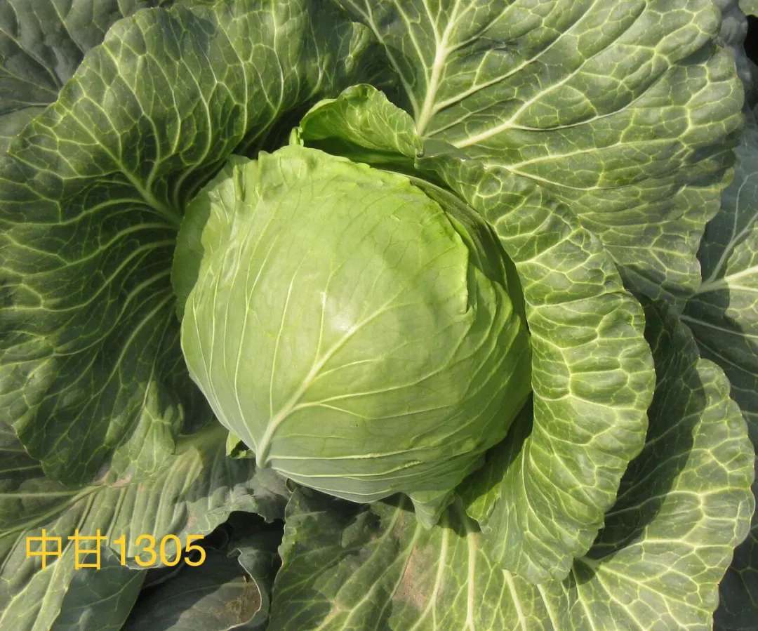 一批特色高品质蔬菜, 奔你而来!