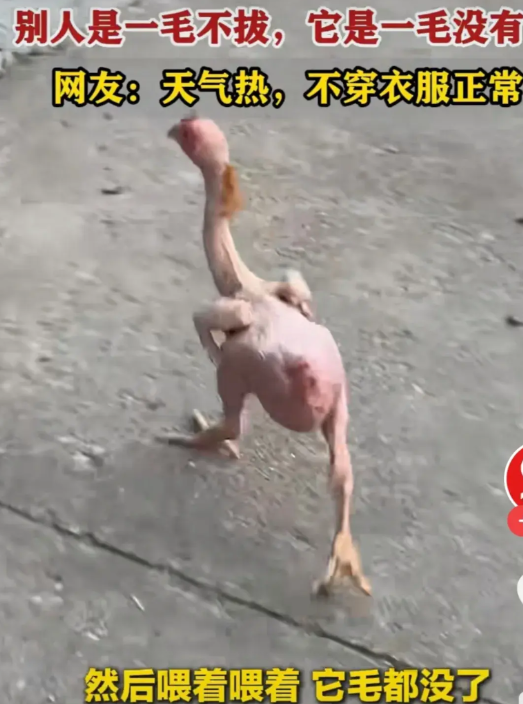 四川一女子从菜市场买的一只公鸡，刚买来时，身上还有一点毛，在家养了一段时间了，现