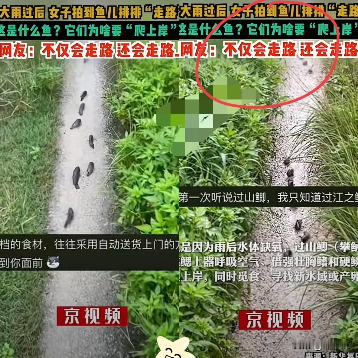 成精了！广东汕头，一场大雨过后，女子在田间小路发现一群鱼。不仅会走路，还排成队伍