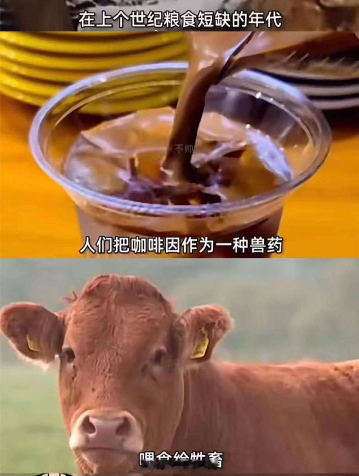 9.9元咖啡正在杀死独立店从前牛马吃饲料加咖啡因，现在“牛马”自己买咖啡续命[