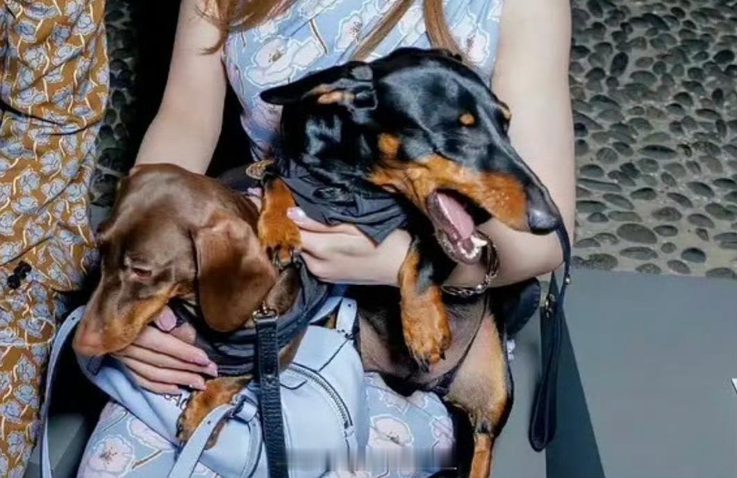 感觉赵露思的狗看起来很难受的样子..