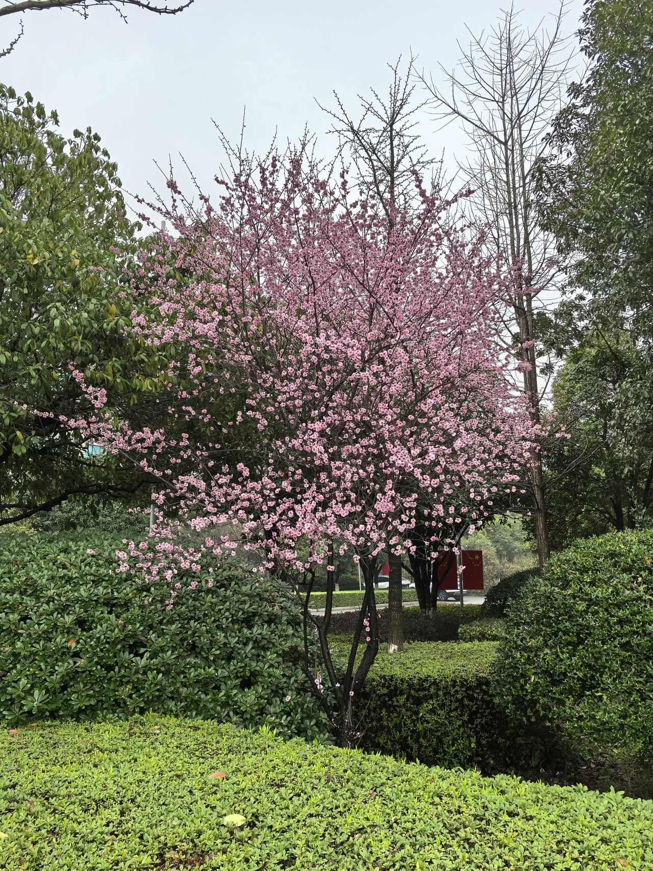 【春日限定｜粉樱如云，误入江南的诗意梦境】🌸谁说春天只能去远方？家门口的公