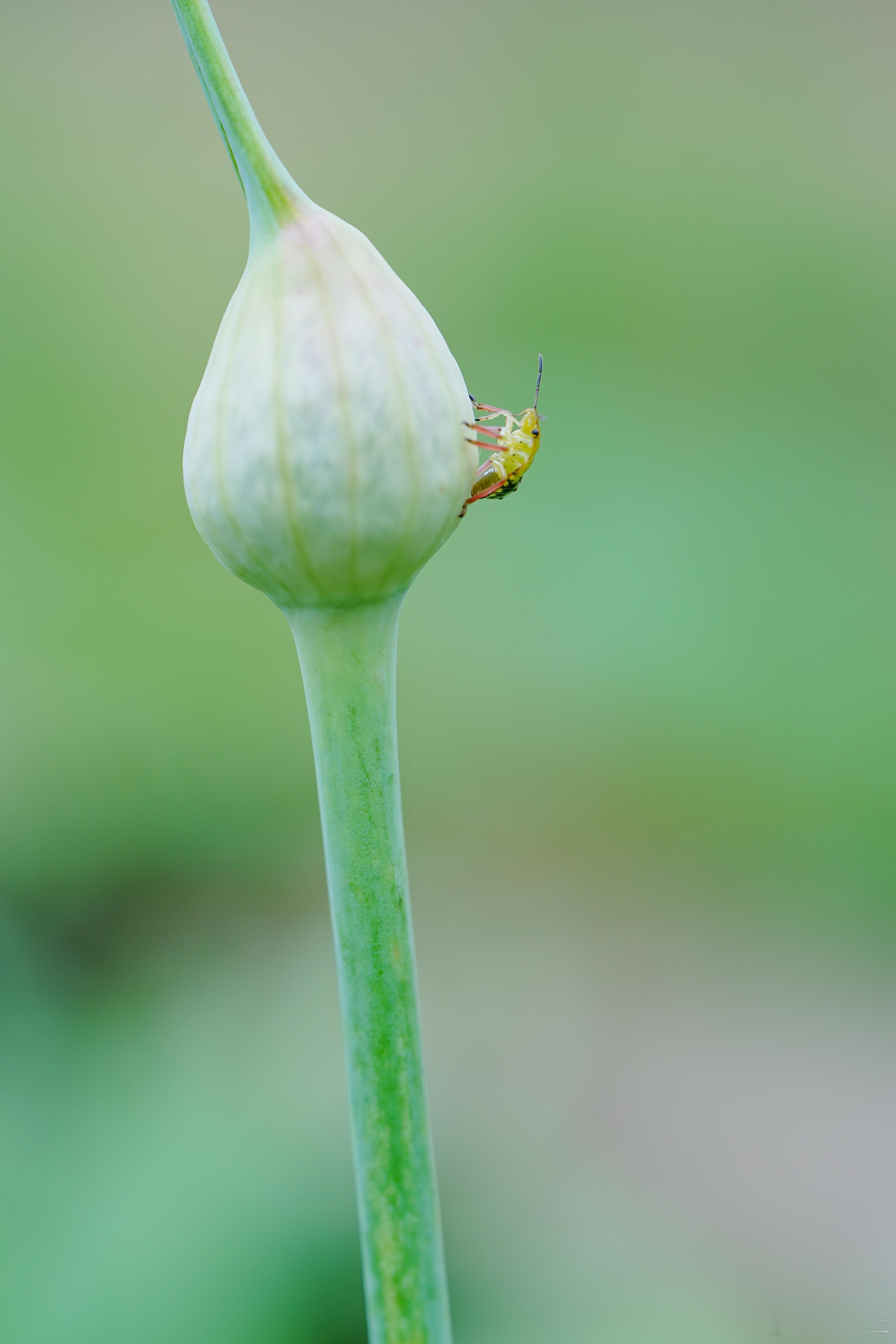 你算哪根葱？昆虫摄影分享​​​
