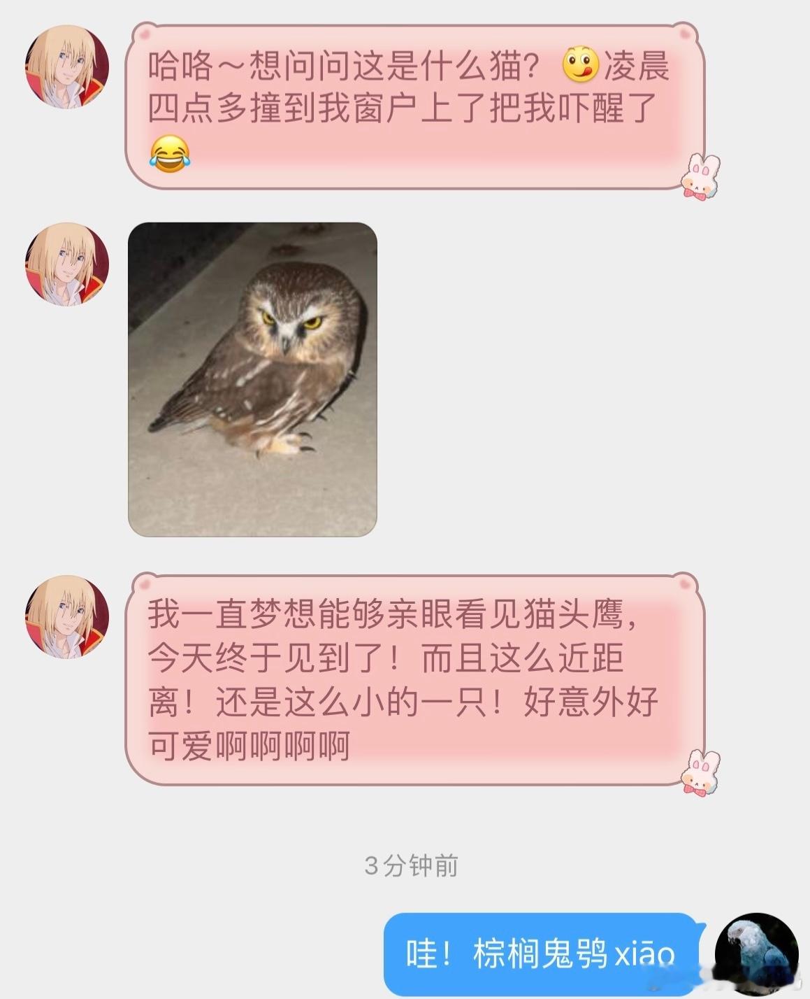 鸟粉投稿撞玻璃的【棕榈鬼鸮】🦉个头很迷你的猫头鹰给它放出去就好啦，小心别被它