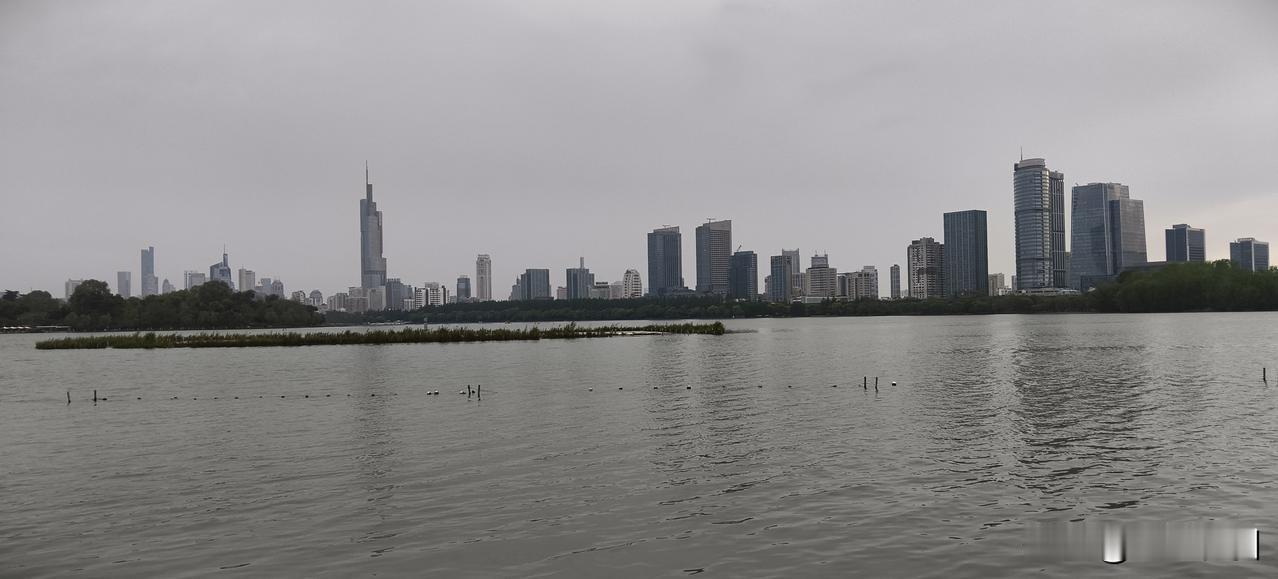 给大家分享一张我拍的玄武湖照片！画面里是武庙闸湖岸边的那棵网红树，冬日枝桠遒劲，