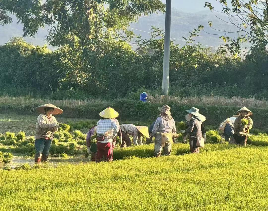 木邦县的水稻田，最多一年两熟，做不到一年三熟。目前只有下缅甸的伊洛瓦底江平原，才