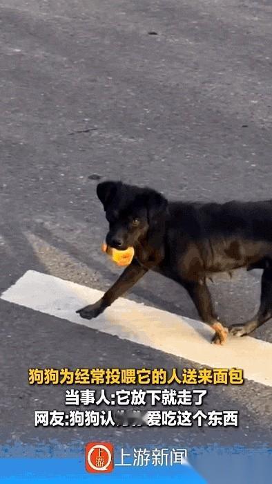 我今天，真的，被一只流浪狗给上了一课。它大老远地跑过来找我，嘴里叼着一块挺大的