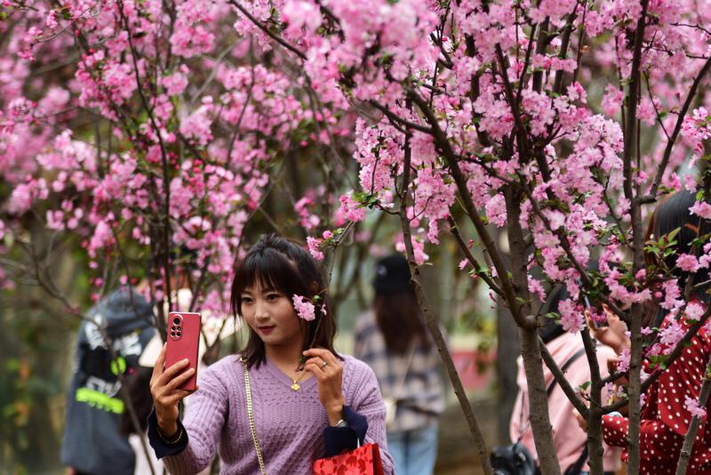 樱花绽放之际，不乏赏花的绝佳胜地。昆明圆通山便是个不错的选择，2月底至3月中下