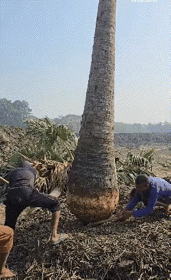 今天开眼界，独木舟原来是这样做成的，非洲人的智慧也挺让人佩服，尤其制作船都是笨拙