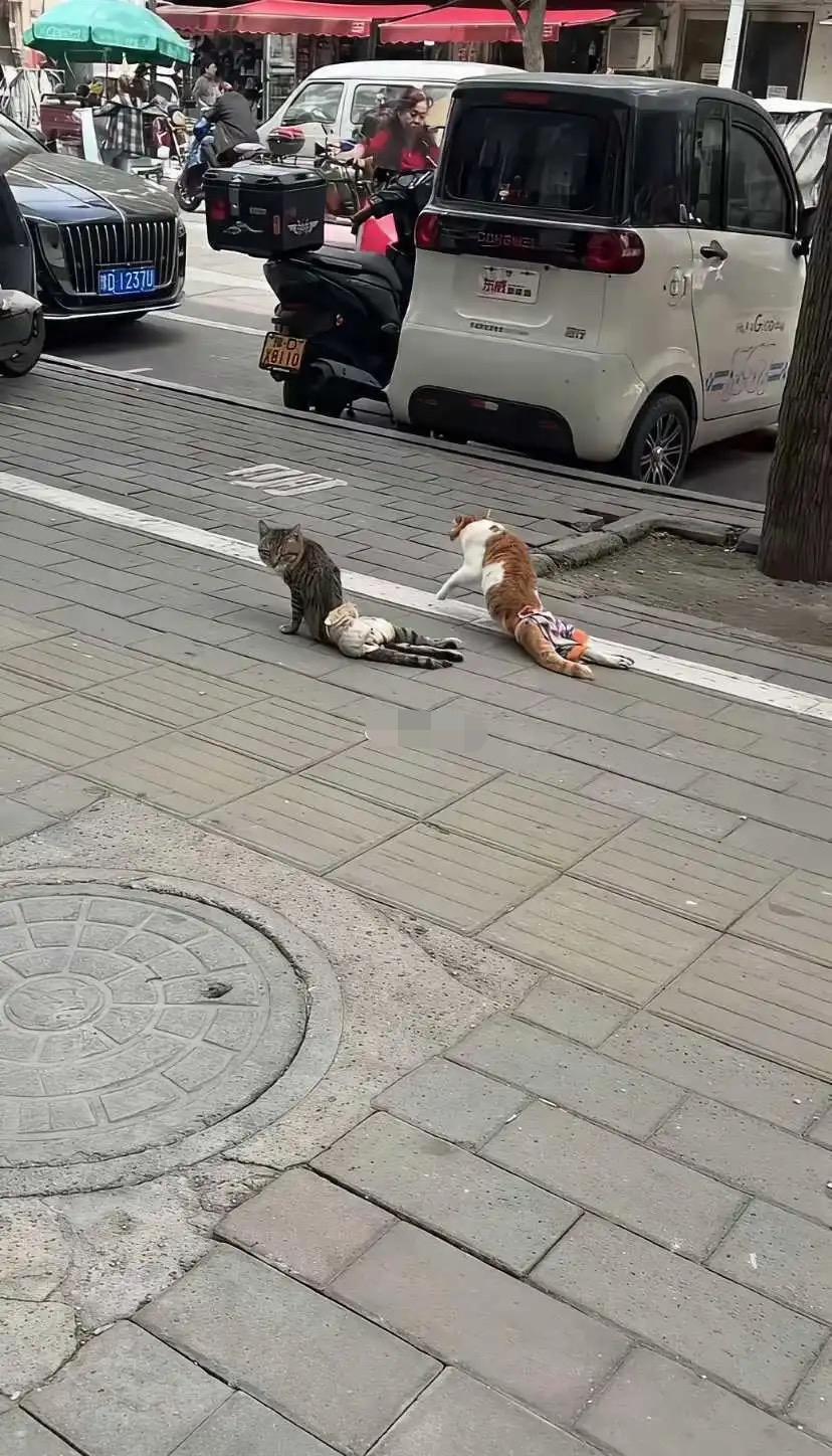 街头两只猫卡在原地动弹不得，橘猫急得不断挣扎，狸花猫安静陪着。路人纷纷驻足围观
