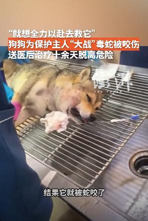 “这是来报恩的吧！”河北唐山，一女子出门遛狗时，被短尾蝮蛇袭击，小狗为了保护主人