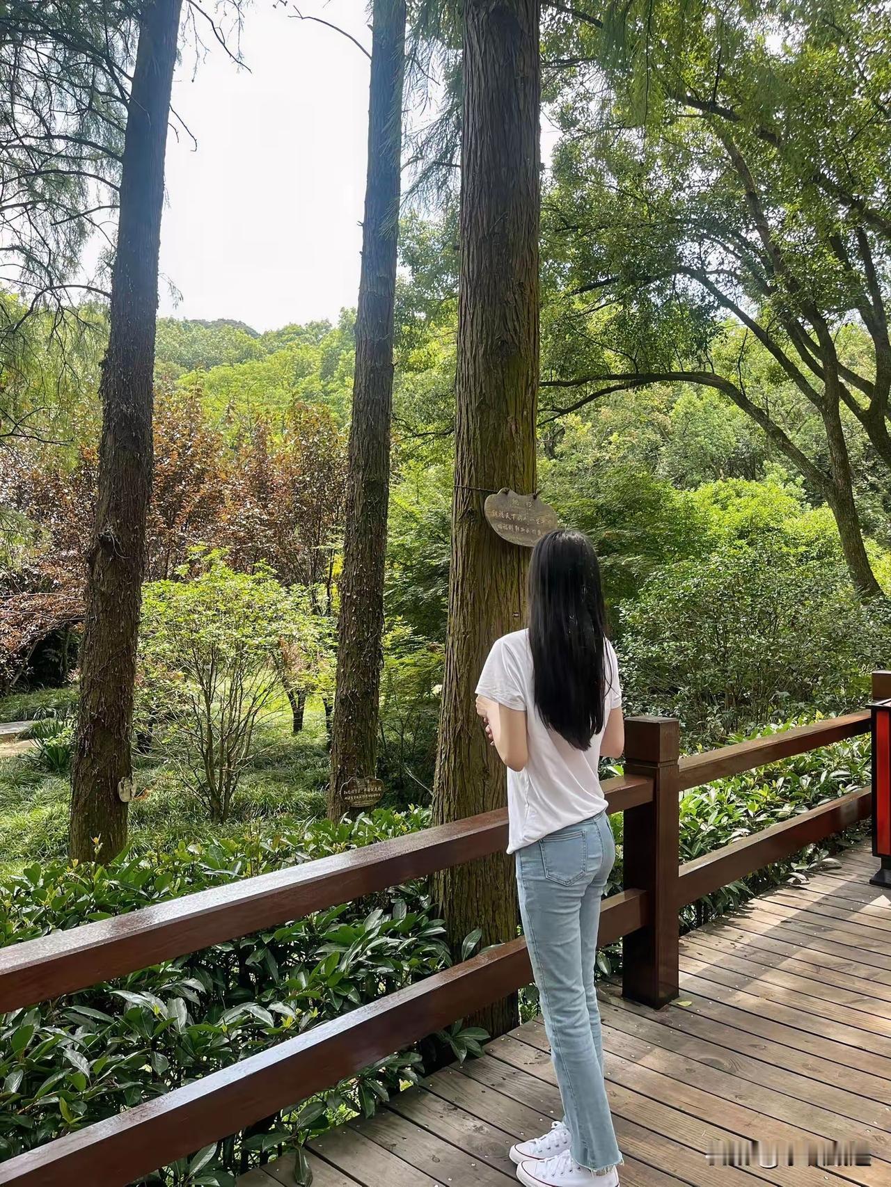 漫步森林小径，感受大自然的宁静与美好。秋日森林漫步小径清新